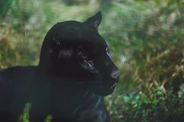 Schöne Schwarze Cougar Nahaufnahme — Stockfoto