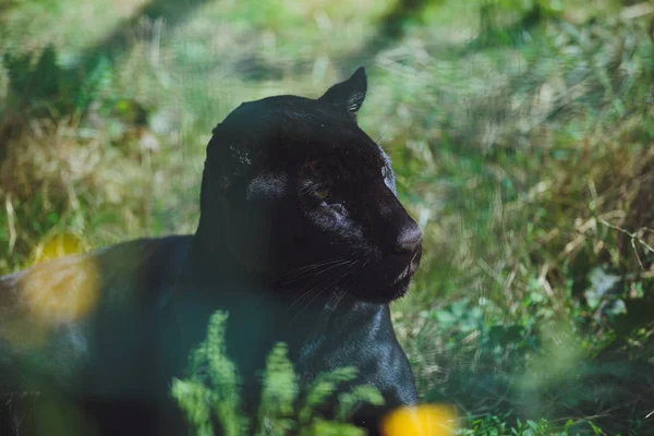 Güzel siyah puma yakın çekim