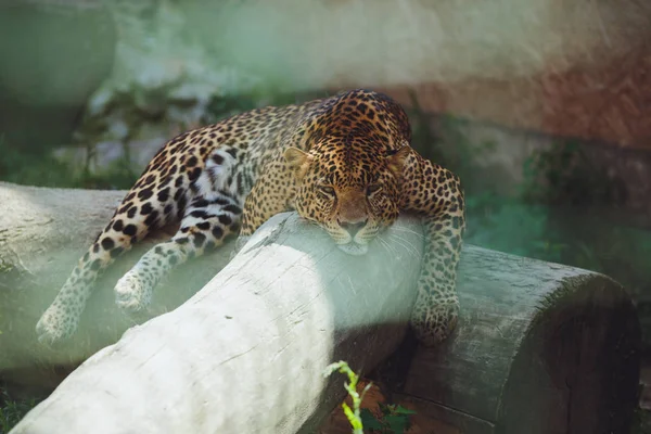 Hermoso Leopardo Encuentra Naturaleza Cerca — Foto de Stock