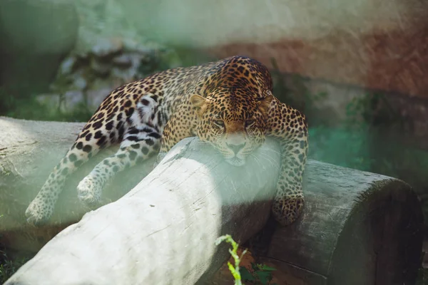 Hermoso Leopardo Encuentra Naturaleza Cerca — Foto de Stock