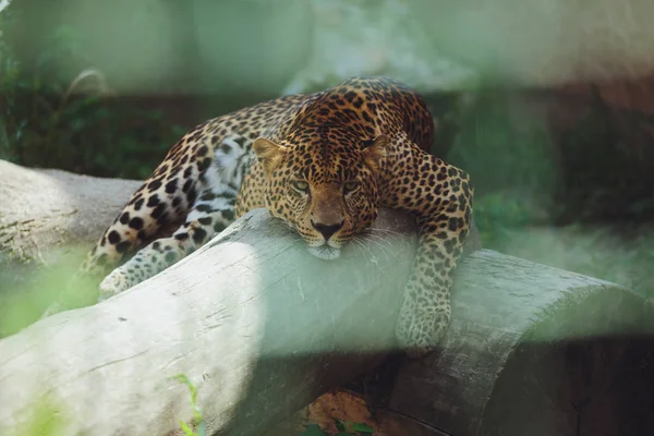 Hermoso Leopardo Encuentra Naturaleza Cerca —  Fotos de Stock