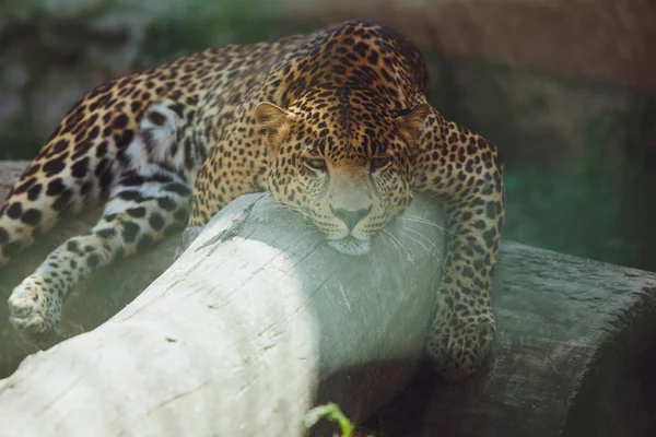 Hermoso Leopardo Encuentra Naturaleza Cerca — Foto de Stock