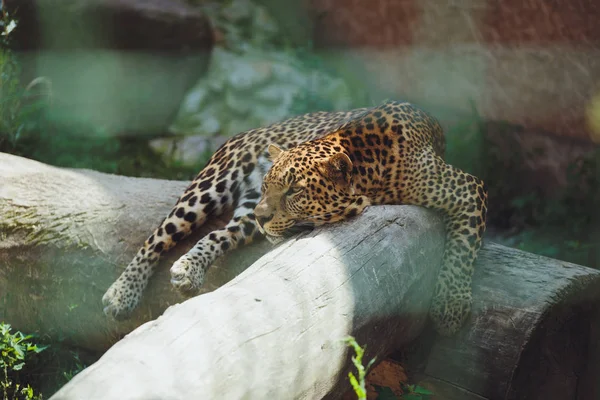 Belo Leopardo Encontra Natureza Close — Fotografia de Stock