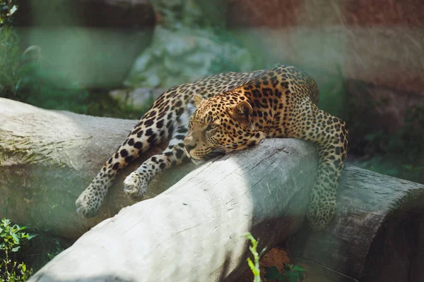 Piękne Leopard Leży Przyrodzie Zbliżenie — Zdjęcie stockowe