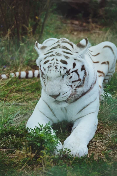 Vacker Bengalisk Tiger Ligger Närbild — Stockfoto