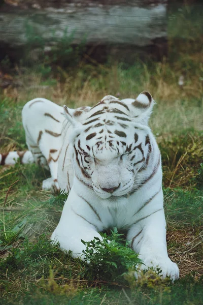 Güzel Bengal Kaplanı Yakın Çekim Yatıyor — Stok fotoğraf