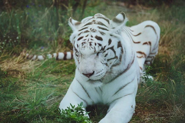 Schöner Bengaler Tiger Liegt Aus Nächster Nähe — Stockfoto