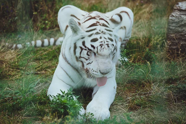 Beautiful Bengal Tiger Lies Close — Stock Photo, Image