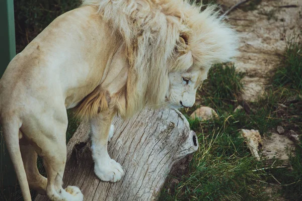 Süße Schöne Weiße Löwe Liegt Auf Der Natur Gras — Stockfoto