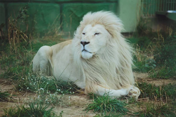 Bonito Leão Branco Bonito Encontra Natureza Grama — Fotografia de Stock