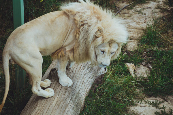 Cute beautiful white lion lies on the nature in the grass.