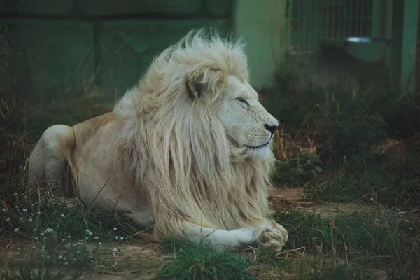 Lindo Hermoso León Blanco Encuentra Naturaleza Hierba —  Fotos de Stock