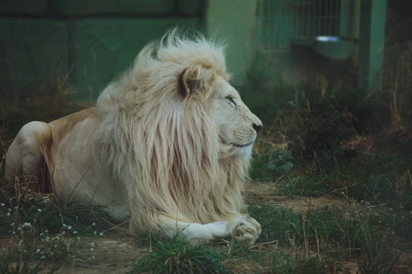 Mignon Beau Lion Blanc Trouve Sur Nature Dans Herbe — Photo