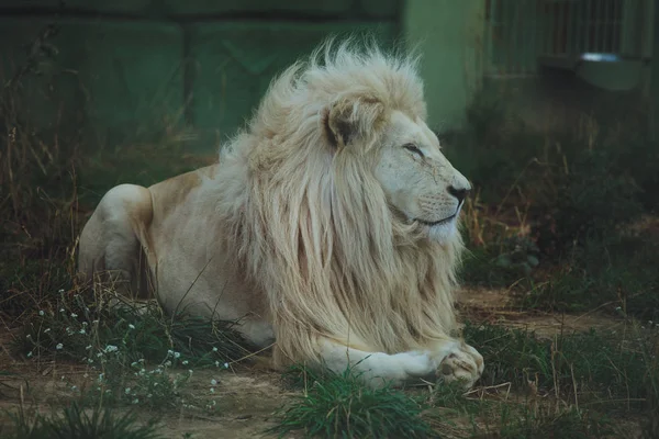 Mignon Beau Lion Blanc Trouve Sur Nature Dans Herbe — Photo