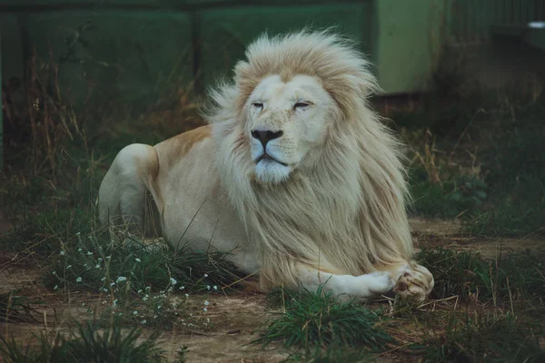 Lindo Hermoso León Blanco Encuentra Naturaleza Hierba —  Fotos de Stock