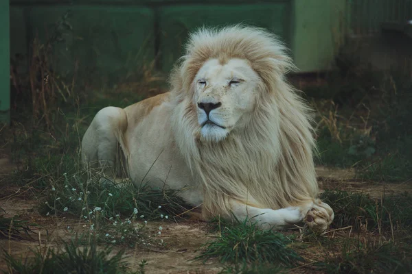 可爱的美丽的白狮躺在大自然的草地上 — 图库照片