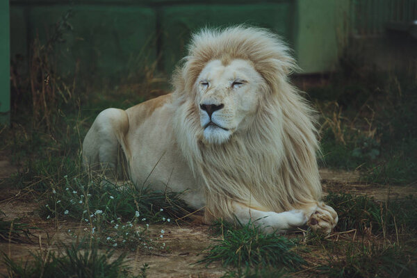 Cute beautiful white lion lies on the nature in the grass.