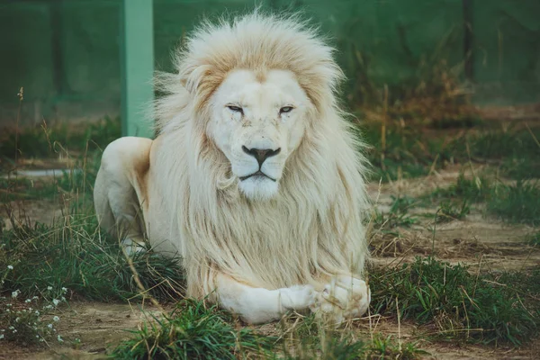 Mignon Beau Lion Blanc Trouve Sur Nature Dans Herbe — Photo