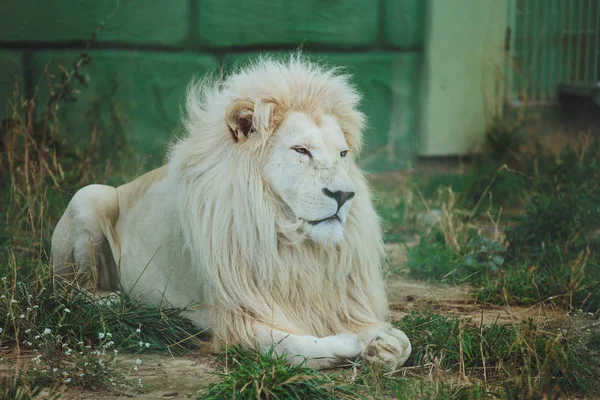 Lindo Hermoso León Blanco Encuentra Naturaleza Hierba —  Fotos de Stock