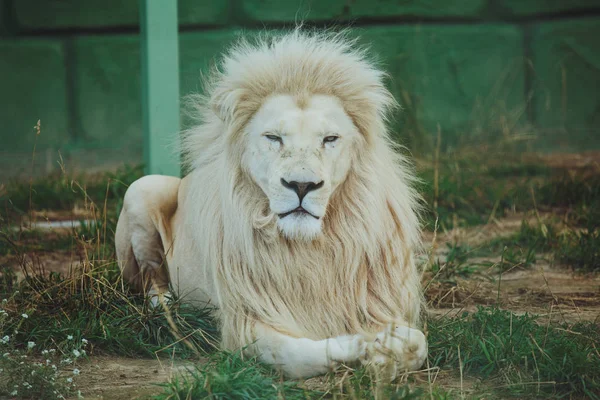 Sladký Krásný Bílý Lev Leží Přírodě Trávě — Stock fotografie