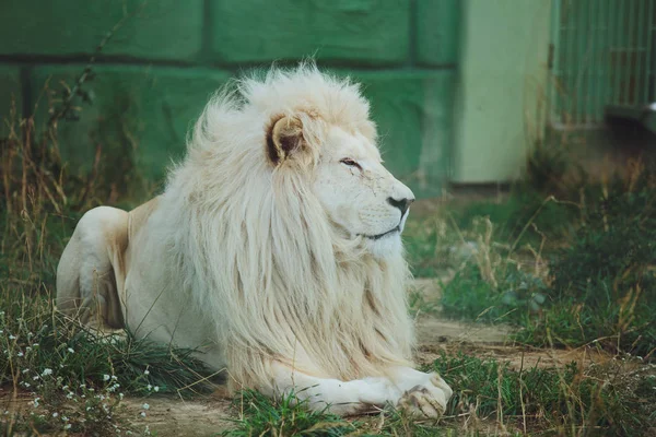 Lindo Hermoso León Blanco Encuentra Naturaleza Hierba —  Fotos de Stock