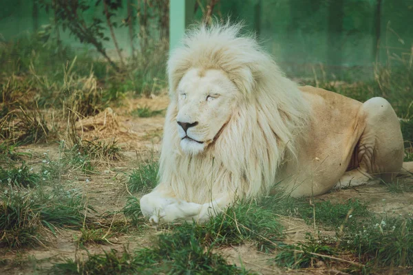 可爱的美丽的白狮躺在大自然的草地上 — 图库照片