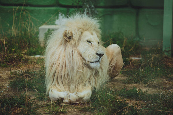 Cute beautiful white lion lies on the nature in the grass.