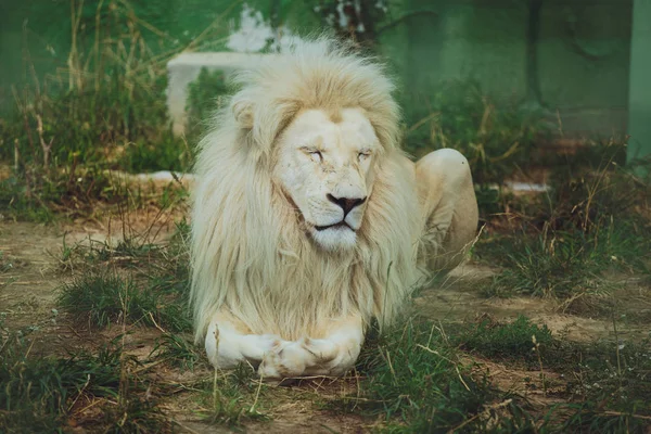Sladký Krásný Bílý Lev Leží Přírodě Trávě — Stock fotografie