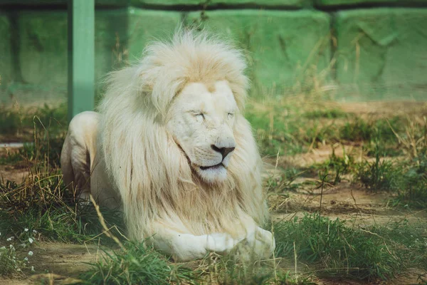 Lindo Hermoso León Blanco Encuentra Naturaleza Hierba —  Fotos de Stock