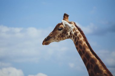 Zürafa. Gökyüzü arka plan yakın çekim zürafa kafası
