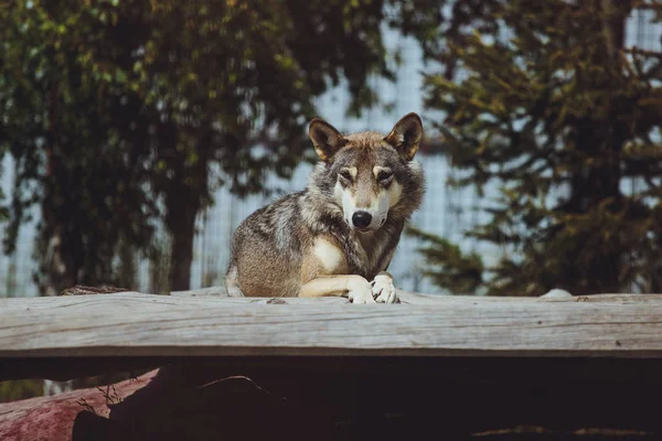 Ritratto Lupo Grigio Nella Foresta — Foto Stock