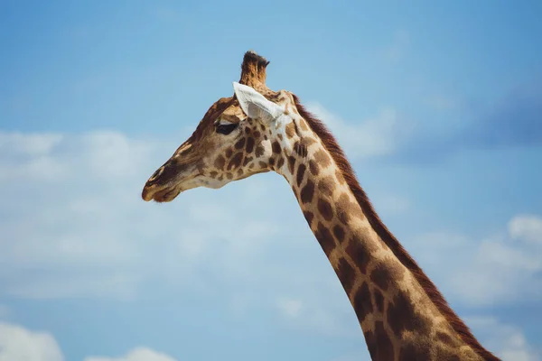 Jirafa Cabeza Jirafa Fondo Del Cielo Cerca — Foto de Stock