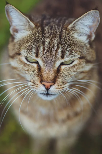 Симпатичная Красивая Кошка Зеленой Траве — стоковое фото
