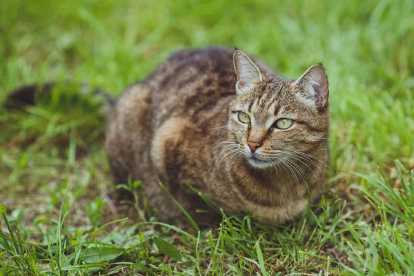 Mignon Beau Chat Sur Herbe Verte — Photo