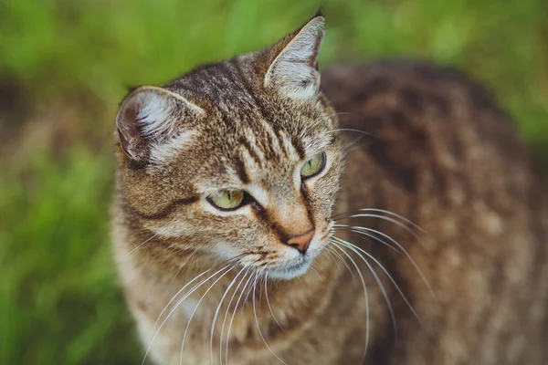 Lindo Gato Hermoso Hierba Verde —  Fotos de Stock