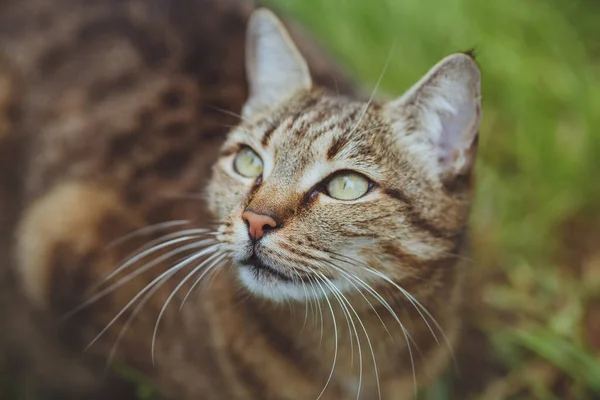 Lindo Gato Hermoso Hierba Verde —  Fotos de Stock