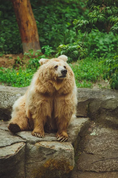 ブラウンは森の中でクマ 大きな茶色のクマ 熊は岩の上に座っている — ストック写真