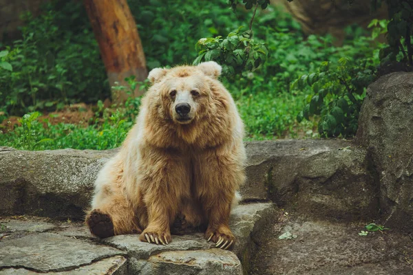 Brown bear in the forest. Big brown bear. The bear is sitting on a rock.