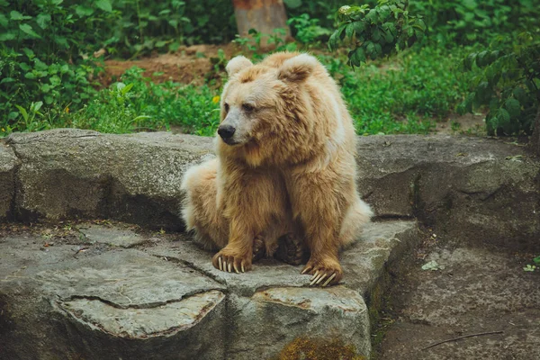 ブラウンは森の中でクマ 大きな茶色のクマ 熊は岩の上に座っている — ストック写真