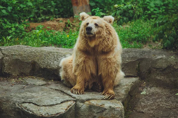 Braunbär Wald Großer Braunbär Der Bär Sitzt Auf Einem Felsen — Stockfoto