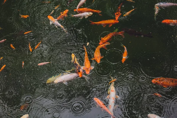 水の中の多くの美しいカラフルな魚 — ストック写真