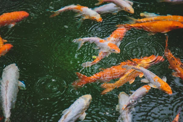 Muitos Belos Peixes Coloridos Água — Fotografia de Stock