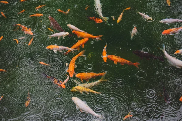 Muitos Belos Peixes Coloridos Água — Fotografia de Stock