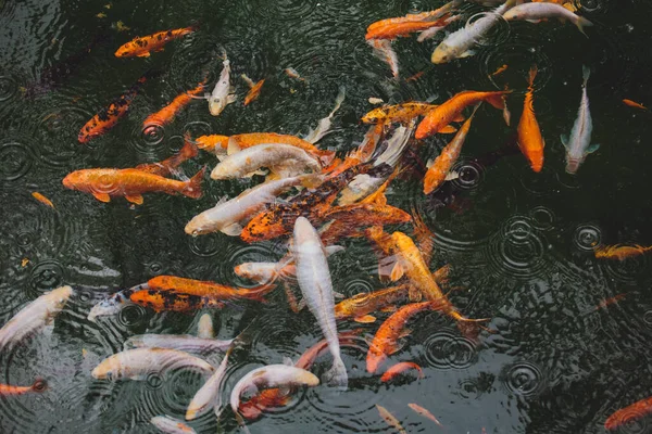Muitos Belos Peixes Coloridos Água — Fotografia de Stock
