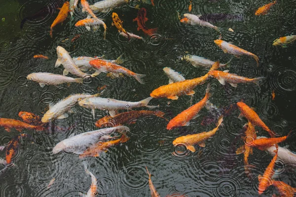 Muitos Belos Peixes Coloridos Água — Fotografia de Stock