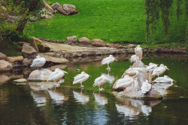 Büyük beyaz pelikanlar suyun yakınındaki bir taşın üzerinde otururlar. Komik kuşlar.