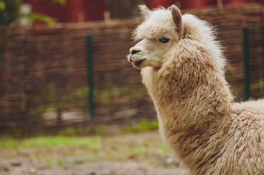 Güzel Lama alpaka yakın çekim. Llama Alpaca Başı