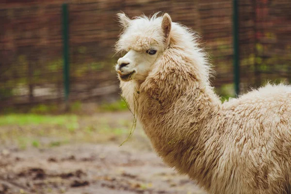 Hermosa Alpaca Lama Cerca Cabeza Llama Alpaca — Foto de Stock