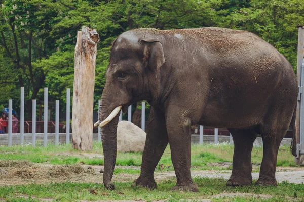 Foto Elefante Elefante Muestra Hocico Trompetas — Foto de Stock