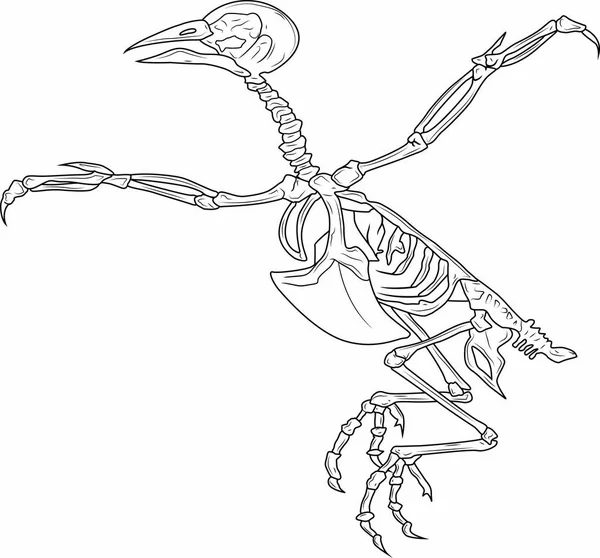 Vector Image Bird Skeleton — Stock Vector